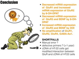 Conclusion • Decreased mRNA expression
of GluR1 and increased
mRNA expression of GluR2
by 8-OH-DPAT
• Decreased mRNA expression
of GluR3 and BDNF by 8-OH-
DPAT
• Increased mRNA expression
of GluR3 and BDNF by DOI
• No ampliﬁcation of GluR1,
GluR2, GluR4, GABA-Aα1.
SHORTFALLS
• Manual error ?
• defective primers ? (>1 year)
• cDNA of HT-22 cells got
modiﬁed.Interaction between
GluR and cDNA of HT22 cells
 