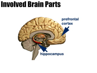 Involved Brain Parts
 