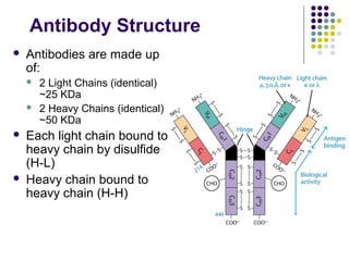 Antibody Structure 
 Antibodies are made up 
of: 
 2 Light Chains (identical) 
~25 KDa 
 2 Heavy Chains (identical) 
~50 KDa 
 Each light chain bound to 
heavy chain by disulfide 
(H-L) 
 Heavy chain bound to 
heavy chain (H-H) 
 