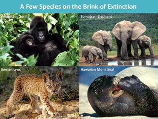 A Few Species on the Brink of Extinction
Mountain Gorilla Sumatran Elephant
Iberian Lynx Hawaiian Monk Seal
 