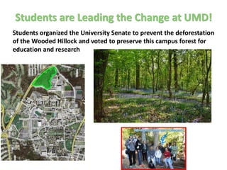 Students are Leading the Change at UMD!
Students organized the University Senate to prevent the deforestation
of the Wooded Hillock and voted to preserve this campus forest for
education and research
 