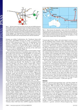 lineages are within 3 substitutions, the ‘‘Southeast Asian wild
boar clade’’ (SEAWBC) lineages are within 4–6 substitutions,
and the GDD sequences are either 9 or 10 substitutions from
lineage 1, respectively (Table 2 and Fig. 2). The PC pigs are
characterized relative to the SEAWBC by four transition sub-
stitutions at bases 15,714 (100%), 15,737 (86%), 15,878 (86%),
and 15,759 (66%), highlighting the diversity of the wild boars
currently found in Vietnam (Table 2).
These data indicate that the PC of pigs is nested within a larger
clade consisting exclusively of Southeast Asian wild boars. The
PC of pigs can be derived from the SEAWBC via at least three
mutational pathways (Fig. 2), highlighting the ambiguity of
interpreting sequence phylogenies generated over short time
periods. The wild boars within this SEAWBC are distributed
from Myanmar to the Ryukyu Islands, consistent with the
correlation between phylogeny and geography observed in anal-
yses of global pig diversity. The sharing of a single mtDNA
sequence (lineage 1) by Narave, Kapia, control pigs, a Narave
bone sample collected from Vanuatu in 1927, and also Viet-
namese wild boars of extremely large size (5) indicates a recent
domestication and size reduction in Southeast Asia followed by
transport into the Pacific and culturally mediated diversification.
The presence of mtDNA sequences of Vietnamese wild boars
within the PC and also throughout the SEAWBC suggests that
Southeast Asian pig diversity has not yet been adequately
sampled. Although previously examined Taiwanese wild boars
do not fall into our SEAWBC, the geographic distribution of this
group extends from Myanmar to the Ryukyu Islands and, thus,
spans Taiwan, the putative homeland of Austronesian languages
and the antecedents of Lapita pottery (Fig. 3) (6, 7, 9, 10).
The current data are most consistent with a recent domestication
of the PC from the SEAWBC followed by its dispersal with the
Lapita cultural complex within the last 3,200 years. The spread of
the Lapita cultural complex is coincident with the distribution of a
group of closely related human mtDNA sequences known by
current terminology as Haplogroup B. The proximate origin of
Pacific Islander Haplogroup B sequences remains unresolved, with
putative origins ranging from Taiwan to Melanesia (31–38). If
archaeological remains of pigs in the Pacific do not predate the
expansion of the Lapita cultural complex as current data indicate
(8), the identification of the location of pig domestication may
provide insight on the geographic homeland of the Lapita people.
The data presented here suggest that the origin of the Pacific pig
may have been in coastal mainland Southeast Asia. Interestingly,
Vietnam, where wild boars have mtDNA sequences shared with
Vanuatu pigs (Narave, Kapia, and control pigs) is currently one of
the few mainland Asian countries where Austronesian languages
are still spoken. These languages are found in communities isolated
by the recent population expansions of ethnic Han Chinese and
Vietnamese. This process of cultural assimilation and absorption
has likely characterized much of coastal Southeast Asia (9), ob-
scuring the previously more widespread distribution of human
mtDNA Haplogroup B that may have existed 3,500 years ago. Thus,
the analyses of pig and wild boar diversity may provide information
not available from examining only human variation as has been
shown for analyses of the Pacific rat (14–16). Additional sampling
of Southeast Asian wild boar diversity is required to further refine
the site of domestication of the PC of pigs and potentially the
proximate origin of the Lapita cultural complex (Fig. 3).
Our analyses of the genetic diversity of pigs in Vanuatu should
be useful to the ‘‘Traditional Money Banks in Vanuatu’’ project
funded by the United Nations Educational, Scientific and Cul-
tural Organization (UNESCO) and Japanese Funds-In-Trust for
the Preservation and Promotion of the Intangible Cultural
Heritage (27). This project seeks to preserve traditional forms of
wealth, including pure-blood Narave and Kapia, and integrate
these into the local economy. Our data indicate that all of the
Narave and the majority of the pigs from Malo have resisted
introgression of recently introduced domestic breeds, at least in
their maternal lines. Thus, the pigs from Malo may reflect to the
greatest extent available the gene pool of the first pigs brought
by Lapita colonists to Vanuatu Ϸ3,200 years ago (7).
Methods
DNA was extracted from pig blood, hair, and skin samples by
using the QIAamp DNA Blood Mini Kit (Qiagen Biosciences,
Germantown, MD) according to the manufacturer’s instruc-
tions. DNA was extracted from teeth from two ritually killed pigs
from the island of Epi by using a described ancient DNA
protocol (39). After extraction the DNA was amplified by PCR
using primers L15387 and H16108n as described (1). Approxi-
mately 600 bases of the mtDNA control region were sequenced
in both directions with the BigDye Terminator Kit on an ABI
3730xl DNA analyzer (Applied Biosystems, Foster City, CA).
We conducted a GenBank Blast search with the main Narave
sequence (lineage 1). All sequences within six substitutions of
lineage 1 (Table 2) comparing at least 408 bases were used to
construct a genetic network (Fluxus-Engineering, fluxus-
Fig. 2. Network relationships among the Vanuatu pigs and mtDNA sequences
from GenBank within six substitutions of the main Narave sequence (lineage 1).
The lineage numbers are described in Tables 1 and 2. The areas of the circles are
proportional to the number of individuals sharing a given sequence as listed in
Table 2. The hash marks denote the number of inferred substitutions distinguish-
ing each sequence. The three groups are identiﬁed by color as follows: red, PC;
orange, SEAWBC; green, GDD. The white circles reﬂect sequences as yet unob-
served but presumed to exist among Southeast Asian wild boar populations.
Fig. 3. Map showing the geographic origins of the PC and SEAWBC se-
quences examined. The colors are as in Fig. 2. The dotted line encompasses the
suggested region PC pig domestication. Note that 22% (2͞9) of the Vietnam-
ese wild boars are identical to the main Narave sequence (lineage 1). The red
arrows indicate the inferred dispersal of PC pigs with the expansion of the
Lapita cultural complex within the last 3,500 years.
17194 ͉ www.pnas.org͞cgi͞doi͞10.1073͞pnas.0608220103 Lum et al.
 