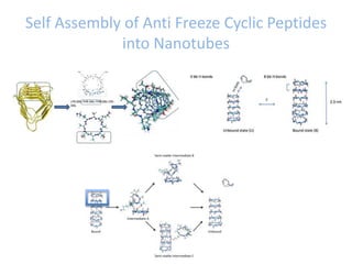 Self Assembly of Anti Freeze Cyclic Peptides
into Nanotubes
 