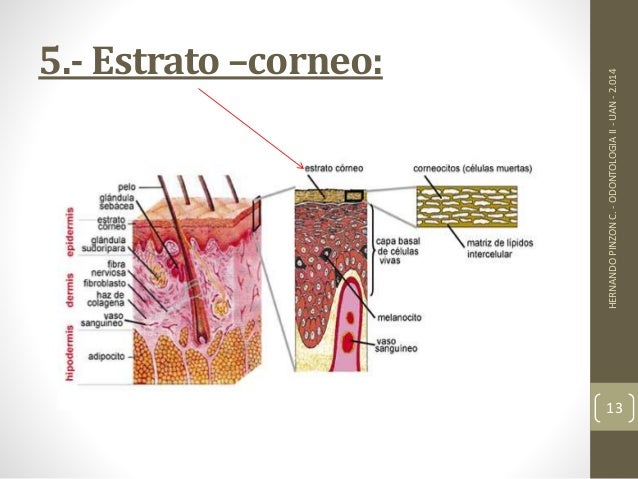 Exp. sistema tegumentario