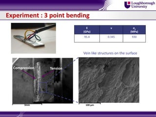 Experiment : 3 point bending
E
(GPa)
ν σy
(MPa)
95.4 0.345 930
3mm
TensionCompression
100 µm
Vein like structures on the surface
 