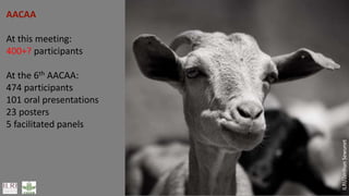 Smart investments in Africa’s livestock potential 