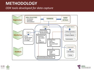 Innovative application of ICT tools for paperless data capture and feedback in smallholder dairy production systems: The Platform for African Dairy Genetic Gains (ADGG) 