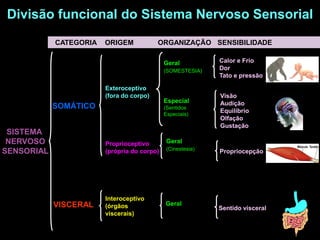 Divisão funcional do Sistema Nervoso Sensorial
            CATEGORIA   ORIGEM            ORGANIZAÇÃO SENSIBILIDADE

      ...
