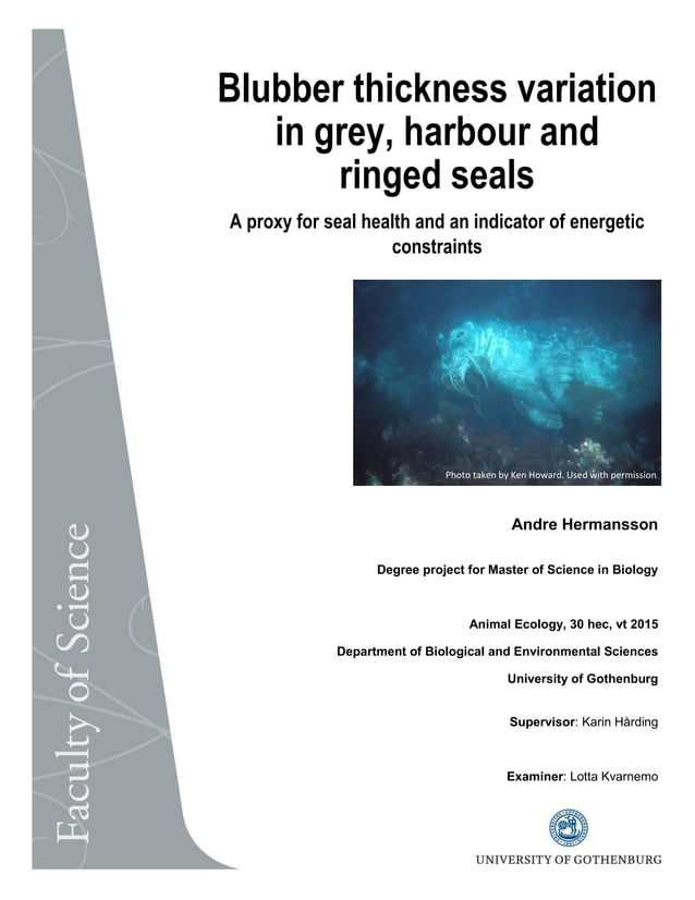 Blubber thickness variation in Grey, Harbour & Ringed seals_korrigerade