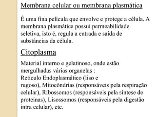 Membranacelularoumembrana plasmáticaÉ umafinapelículaqueenvolve e protege a célula. A membranaplasmáticapossuipermeabilidadeseletiva, isto é, regula a entrada e saída de substânciasdacélula.CitoplasmaMaterial interno e gelatinoso, ondeestãomergulhadasváriasorganelas :RetículoEndoplasmático (liso e rugoso), Mitocôndrias (responsáveispelarespiraçãocelular), Ribossomos (responsáveispelasíntese de proteínas), Lisossomos (responsáveispeladigestão intra celular), etc.