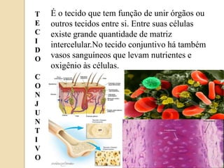 É o tecidoque tem função de unir órgãos ou outros tecidos entre si. Entre suas células existe grande quantidade de matriz intercelular.No tecido conjuntivo há também vasos sanguíneos que levam nutrientes e oxigênio às células.TECIDOCONJUNTIVO