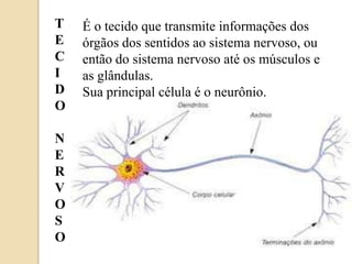 TECIDONERVOSOÉ o tecidoquetransmiteinformações dos órgãos dos sentidosaosistemanervoso, ouentão do sistemanervosoatéosmúsculos e as glândulas.Sua principal célula é o neurônio.
