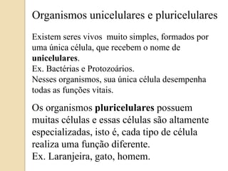 Organismosunicelulares e pluricelularesExistemseresvivosmuito simples, formadosporumaúnicacélula, querecebem o nome de unicelulares.Ex. Bactérias e Protozoários.Nesses organismos, suaúnicacéluladesempenhatodas as funçõesvitais.Os organismospluricelularespossuemmuitascélulas e essascélulassãoaltamenteespecializadas, isto é, cadatipo de célularealizaumafunçãodiferente.Ex. Laranjeira, gato, homem.