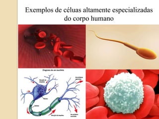 Exemplos de céluasaltamenteespecializadas do corpohumano