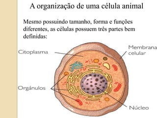 A organização de umacélula animalMesmopossuindotamanho, forma e funçõesdiferentes, as célulaspossuemtrêspartesbemdefinidas: 