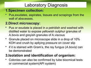 Comprehensive Overview of Actinomycetes: Classification, Pathogenesis ...