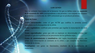LOS GENES
Son las unidades funcionales de la herencia. Un gen se define como un segmento
de la secuencia de ADN correspondiente a una proteína, a un conjunto de variantes
de proteínas o a moléculas de ARN estructural que no producen proteínas.
Tipos de Genes
Genes estructurales: como el gen ACTB que codifica la proteína actina,
importante en el citoesqueleto de la célula.
Genes reguladores: codifican para proteínas que regulan la transcripción de otros
genes.
Genes especializados: genes que sólo se expresan en determinadas células; por
ejemplo el gen de la globina en los precursores de los glóbulos rojos.
Genes de mantenimiento o constitutivos (del inglés housekeeping genes): son
genes cuya transcripción es constante en la célula y que cumplen las funciones
básicas de la misma.
Pseudogenes: son genes no funcionales, resultado de la acumulación de
mutaciones.
 