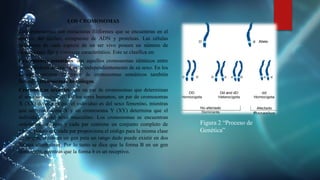 LOS CROMOSOMAS
Los cromosomas son estructuras filiformes que se encuentran en el
interior del núcleo, compuesto de ADN y proteínas. Las células
eucariotas de cada especie de un ser vivo poseen un número de
cromosomas fijo y constante característico. Este se clasifica en:
Cromosomas somáticos: son aquellos cromosomas idénticos entre
los individuos de una especie, independientemente de su sexo. En los
humanos existen 22 pares de cromosomas somáticos también
llamados cromosomas homólogos.
Cromosomas sexuales: son un par de cromosomas que determinan
el sexo del individuo. En los seres humanos, un par de cromosomas
X (XX) determina que el individuo es del sexo femenino, mientras
que un cromosoma X y un cromosoma Y (XY) determina que el
individuo es del sexo masculino. Los cromosomas se encuentran
ordenados en pares y cada par contiene un conjunto completo de
genes; puesto que cada par proporciona el código para la misma clase
de rangos, entonces un gen para un rango dado puede existir en dos
formas alternativas. Por lo tanto se dice que la forma B en un gen
dominante, mientras que la forma b es un receptivo.
Figura 2 “Proceso de
Genética”
 