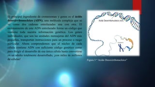 El principal ingrediente de cromosomas y genes es el ácido
desoxirribonucleico (ADN), una molécula compleja que se
ve como dos cadenas entrelazadas una con otra. El
ordenamiento de este ADN entrelazado forma un código que
contiene toda nuestra información genética. Los genes
individuales, que son las unidades mensajeras del ADN más
pequeñas, transportan instrucciones para un proceso o rasgo
particular. Ahora comprendemos que el núcleo de cada
célula contiene ADN con suficiente código genético como
para dirigir el desarrollo de esa única célula hasta convertirse
en un adulto totalmente desarrollado, ¡con miles de millones
de células! Figura 3 “ Acido Desoxirribonucleico”
 