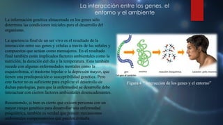 La interacción entre los genes, el
entorno y el ambiente
La información genética almacenada en los genes sólo
determina las condiciones iniciales para el desarrollo del
organismo.
La apariencia final de un ser vivo es el resultado de la
interacción entre sus genes y células a través de las señales y
compuestos que actúan como mensajeros. En el resultado
final también están implicados factores ambientales como la
nutrición, la duración del día y la temperatura. Esto también
sucede con algunas enfermedades mentales como la
esquizofrenia, el trastorno bipolar o la depresión mayor, que
tienen una predisposición o susceptibilidad genética. Pero
este factor no es suficiente para explicar el desarrollo de
dichas patologías, para que la enfermedad se desarrolle debe
interactuar con ciertos factores ambientales desencadenantes.
Resumiendo, si bien es cierto que existen personas con un
mayor riesgo genético para desarrollar una enfermedad
psiquiátrica, también es verdad que poseen mecanismos
ambientales compensatorios que pueden evitarla.
Figura 4 “ Interacción de los genes y el entorno”
 