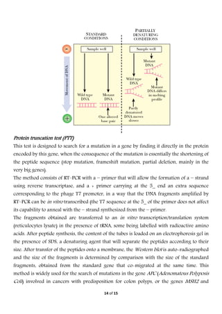 
14 of 15 
 
Protein truncation test (PTT)
This test is designed to search for a mutation in a gene by finding it directly in the protein
encoded by this gene, when the consequence of the mutation is essentially the shortening of
the peptide sequence (stop mutation, frameshift mutation, partial deletion, mainly in the
very big genes).
The method consists of RT–PCR with a − primer that will allow the formation of a − strand
using reverse transcriptase, and a + primer carrying at the 5_ end an extra sequence
corresponding to the phage T7 promoter, in a way that the DNA fragments amplified by
RT–PCR can be in vitro transcribed (the T7 sequence at the 5_ of the primer does not affect
its capability to anneal with the − strand synthesized from the − primer.
The fragments obtained are transferred to an in vitro transcription/translation system
(reticulocytes lysate) in the presence of tRNA, some being labelled with radioactive amino
acids. After peptide synthesis, the content of the tubes is loaded on an electrophoresis gel in
the presence of SDS, a denaturing agent that will separate the peptides according to their
size. After transfer of the peptides onto a membrane, the Western blot is auto-radiographed
and the size of the fragments is determined by comparison with the size of the standard
fragments, obtained from the standard gene that co-migrated at the same time. This
method is widely used for the search of mutations in the gene APC (Adenomatous Polyposis
Coli) involved in cancers with predisposition for colon polyps, or the genes MSH2 and
 