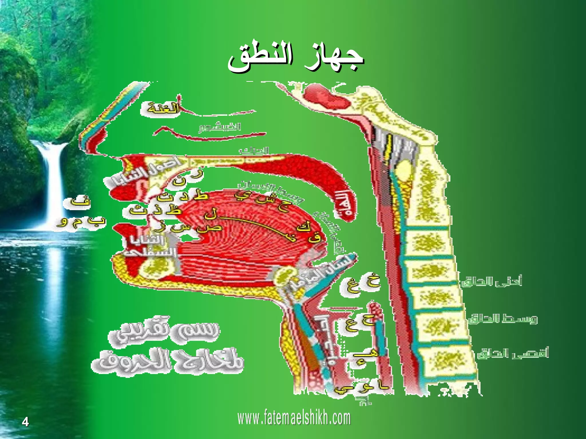 ‫جهاز النطق‬




‫4‬
 