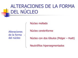 ALTERACIONES DE LA FORMA
 DEL NÚCLEO

               Núcleo mellado


Alteraciones   Núcleo cerebriforme
de la forma
del núcleo     Núcleo con dos lóbulos (Pelger – Huët)

               Neutrófilos hipersegmentados
 