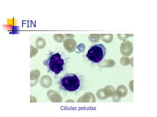 FIN




      Células peludas
 