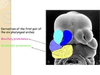 Derivatives of the first pair of
the six pharyngeal arches
Maxillary prominence
Mandibular prominence
Facial development
 