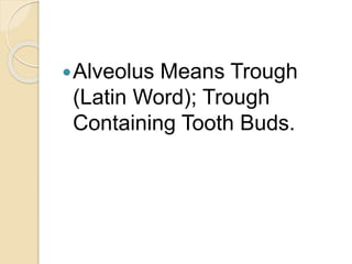 Alveolus Means Trough
(Latin Word); Trough
Containing Tooth Buds.
 