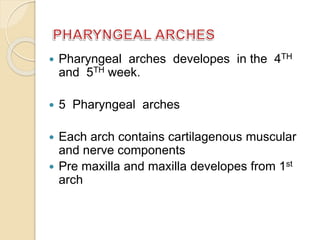 PHARYNGEAL ARCHES
 Pharyngeal arches developes in the 4TH
and 5TH week.
 5 Pharyngeal arches
 Each arch contains cartilagenous muscular
and nerve components
 Pre maxilla and maxilla developes from 1st
arch
 