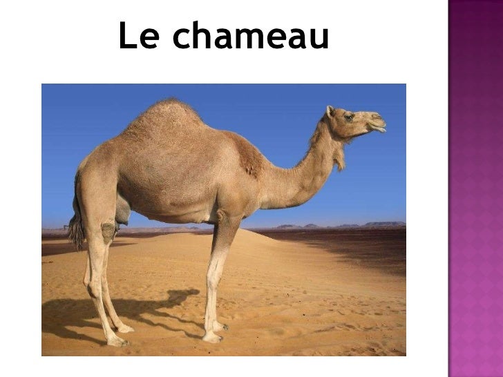 Les Animaux Ppt