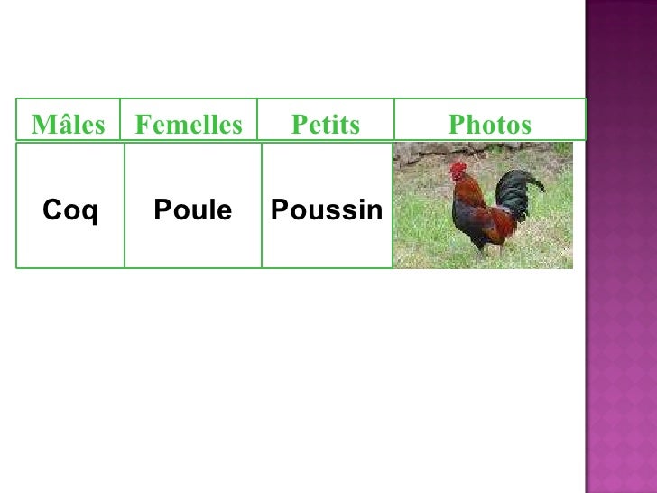 Les Animaux Ppt
