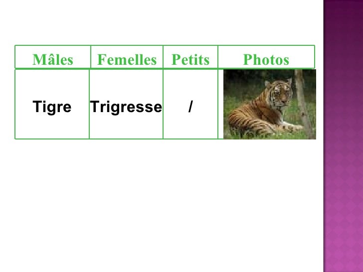 Les Animaux Ppt