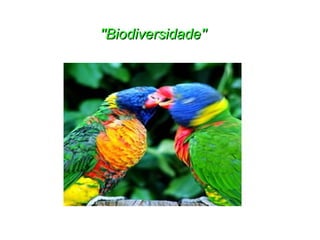 ''Biodiversidade'' 