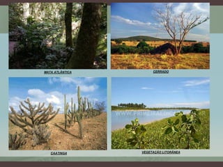 MATA ATLÂNTICA CERRADO
CAATINGA VEGETAÇÃO LITORÂNEA
 