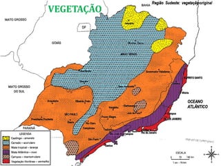VEGETAÇÃO
 