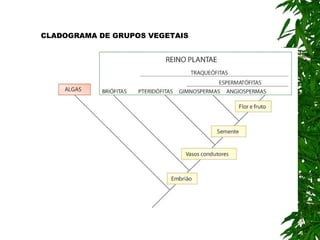 CLADOGRAMA DE GRUPOS VEGETAIS
 