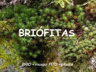 BRIÓFITAS


BRIO = musgo; FITO = planta
 