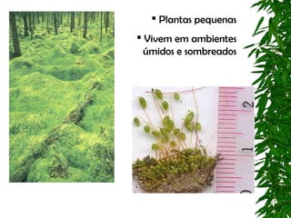  Plantas pequenas
 Vivem em ambientes
  úmidos e sombreados
 