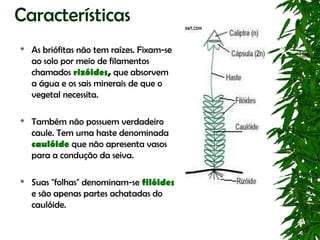 Características
   As briófitas não tem raízes. Fixam-se
    ao solo por meio de filamentos
    chamados rizóides, que absorvem
    a água e os sais minerais de que o
    vegetal necessita.

   Também não possuem verdadeiro
    caule. Tem uma haste denominada
    caulóide que não apresenta vasos
    para a condução da seiva.

   Suas "folhas" denominam-se filóides
    e são apenas partes achatadas do
    caulóide.
 