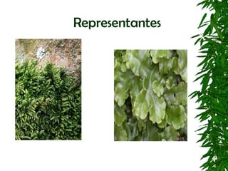 Representantes
 