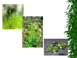 7º ano    reino plantae 1