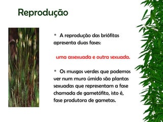 Reprodução

        A reprodução das briófitas
       apresenta duas fases:

        uma assexuada e outra sexuada.

         Os musgos verdes que podemos
       ver num muro úmido são plantas
       sexuadas que representam a fase
       chamada de gametófito, isto é,
       fase produtora de gametas.
 