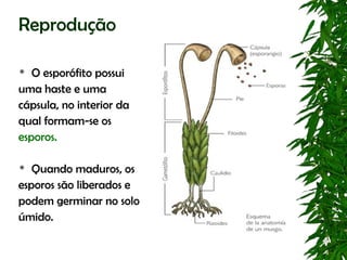 Reprodução

  O esporófito possui
uma haste e uma
cápsula, no interior da
qual formam-se os
esporos.

  Quando maduros, os
esporos são liberados e
podem germinar no solo
úmido.
 