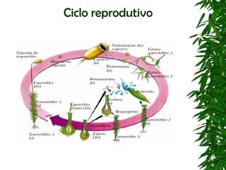 Ciclo reprodutivo
 