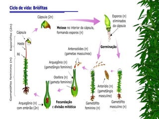 7º ano    reino plantae 1