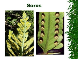 Soros
 