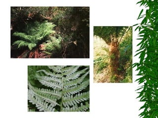 7º ano    reino plantae 1