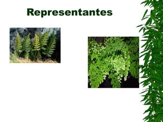 Representantes
 